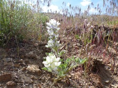 Lupinus malacophyllus