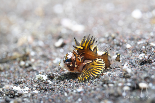 Neosebastes multisquamus