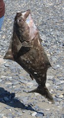 Hippoglossus stenolepis