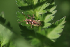 Phyllobius betulinus