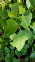 Toxicodendron radicans