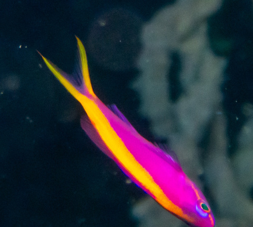 Anthias