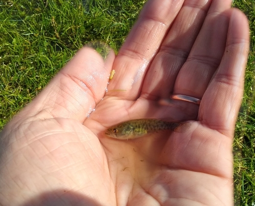 Elongate pearlfish (Austrolebias elongatus) — Rivulidae — 2