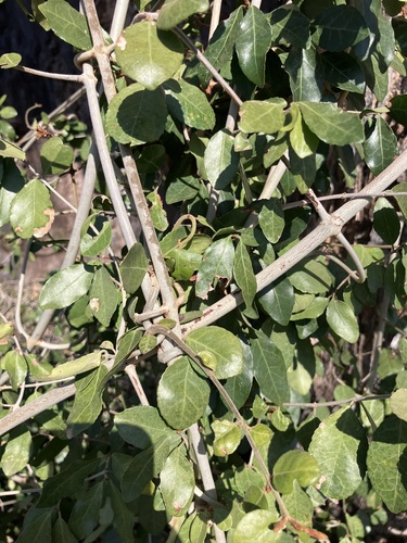 Loeseneriella crenata (Loeseneriella crenata)