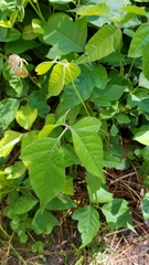 Toxicodendron radicans