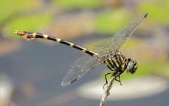 Phyllogomphoides stigmatus