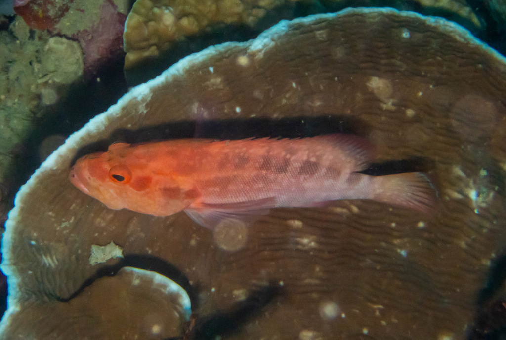 Strawberry hind