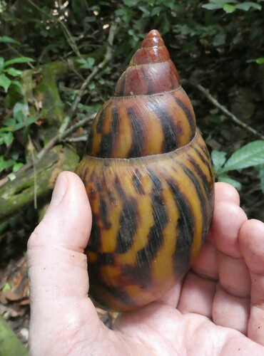 Giant Tiger Land Snail