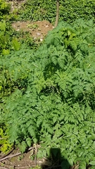 Conium maculatum