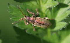 Phyllobius betulinus