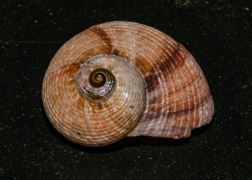 Pseudostomatella papyracea observed 2024-06-01