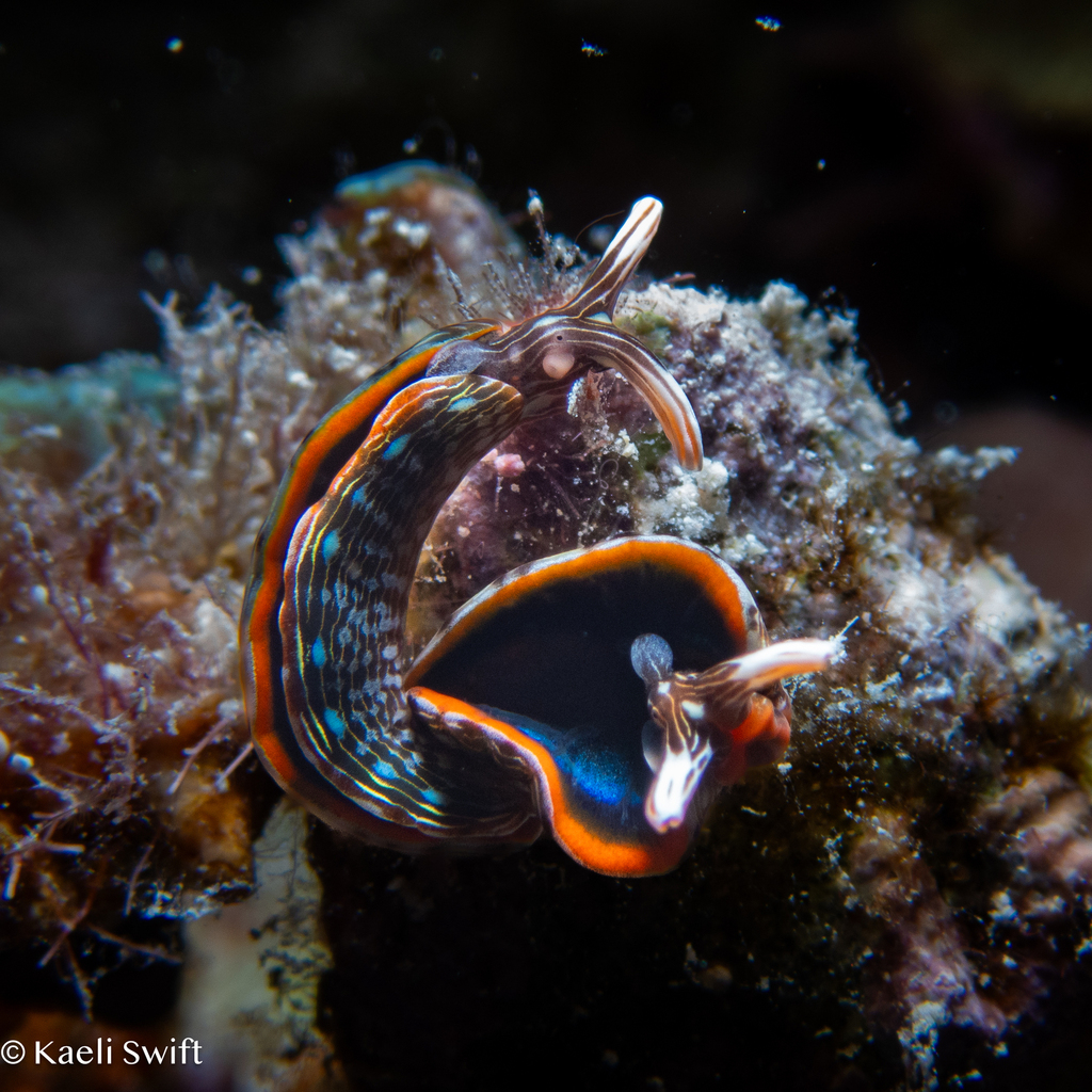 Photo of Bayer's thuridilla (Thuridilla bayeri)