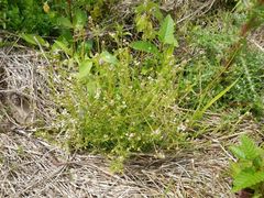 Galium trifidum columbianum