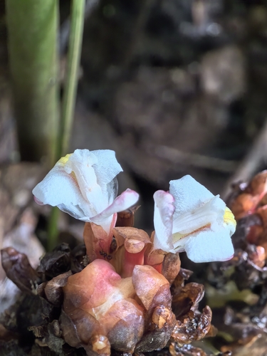 Amomum koenigii