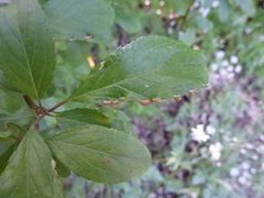 Eriophyes similis