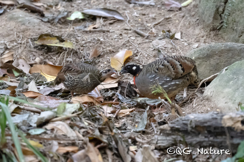 Hainan Partridge (Arborophila ardens)