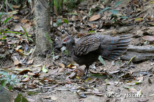 Hainan Peacock-Pheasant (Polyplectron katsumatae), photo 5