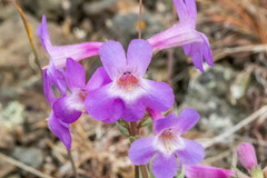 Penstemon gairdneri