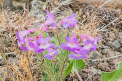 Penstemon gairdneri