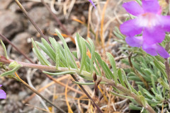Penstemon gairdneri