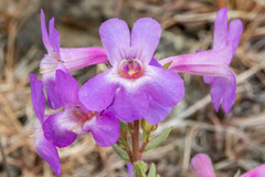 Penstemon gairdneri