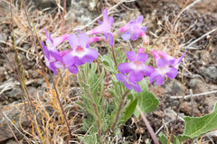 Penstemon gairdneri
