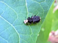 Platyrhinus resinosus