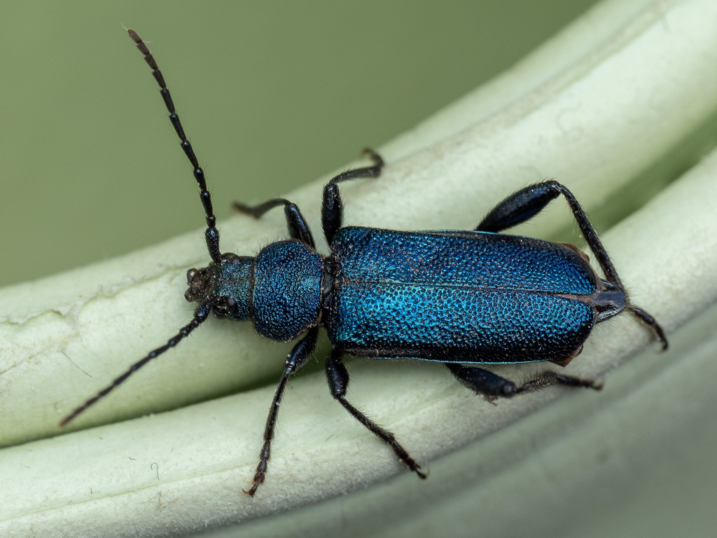 Violet tanbark beetle