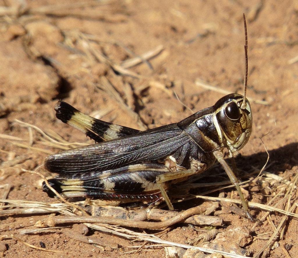 Prairie Boopie