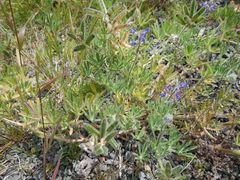 Lupinus rivularis
