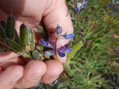 Lupinus rivularis