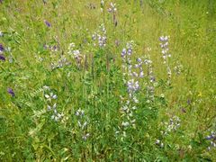Lupinus rivularis