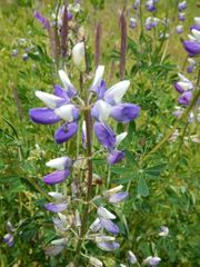 Lupinus rivularis