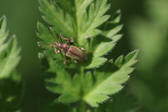 Phyllobius betulinus