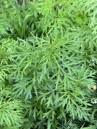 Redfoot Wormwood (Artemisia rubripes)