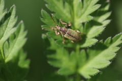 Phyllobius betulinus
