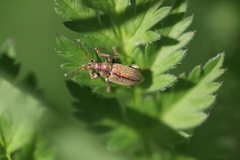 Phyllobius betulinus
