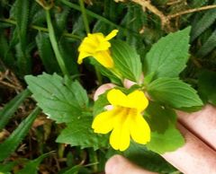 Erythranthe dentata