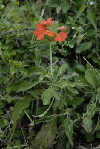 Crossandra mucronata image