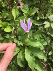 Primula fassettii