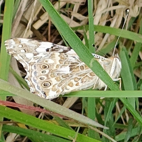 Vanessa cardui