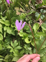 Primula fassettii