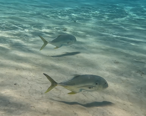 Atlantic Crevalle Jack