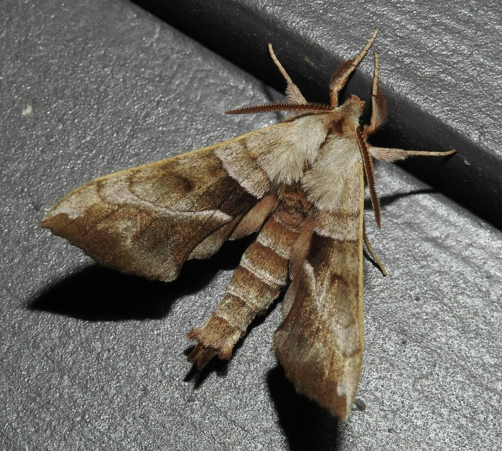 Walnut Sphinx from Town of Rockingham, VT, USA on May 31, 2024 at 11:02 ...