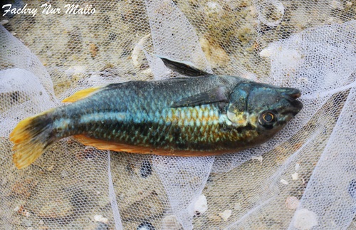 Melanochromis auratus