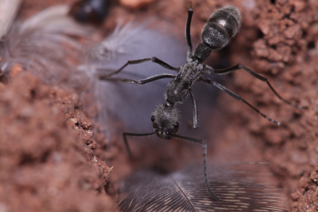 Diacamma ceylonense
