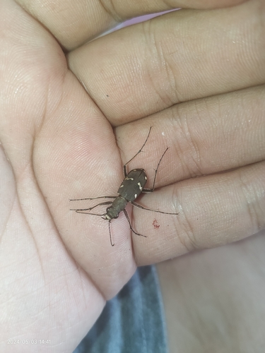 Cicindela gemmata