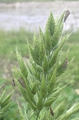Trichoptera