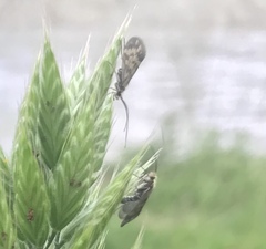 Trichoptera