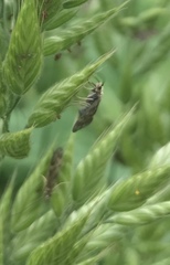 Trichoptera